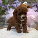 Tansy-female-Maltipoo-puppy-for sale-2