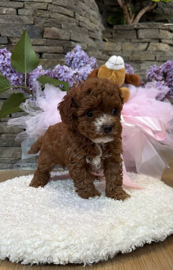 Tansy Maltipoo Tansy Maltipoo
