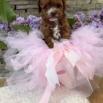 Tansy-female-Maltipoo-puppy-for sale-3