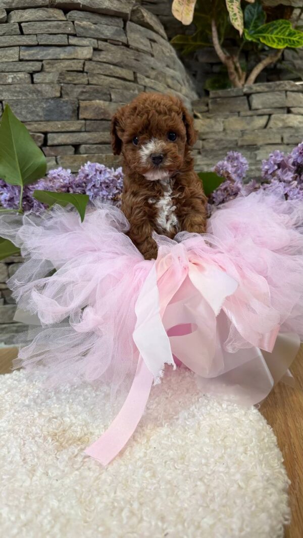 Tansy Maltipoo Tansy Maltipoo