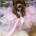 Tansy-female-Maltipoo-puppy-for sale-4