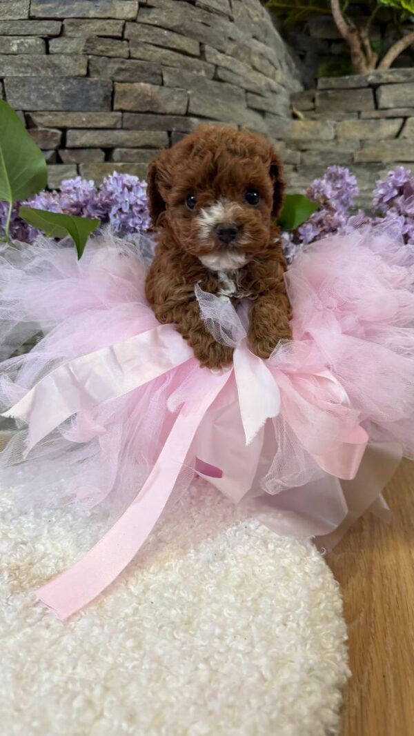 Tansy Maltipoo Tansy Maltipoo