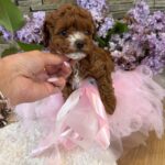 Tansy-female-Maltipoo-puppy-for sale-5
