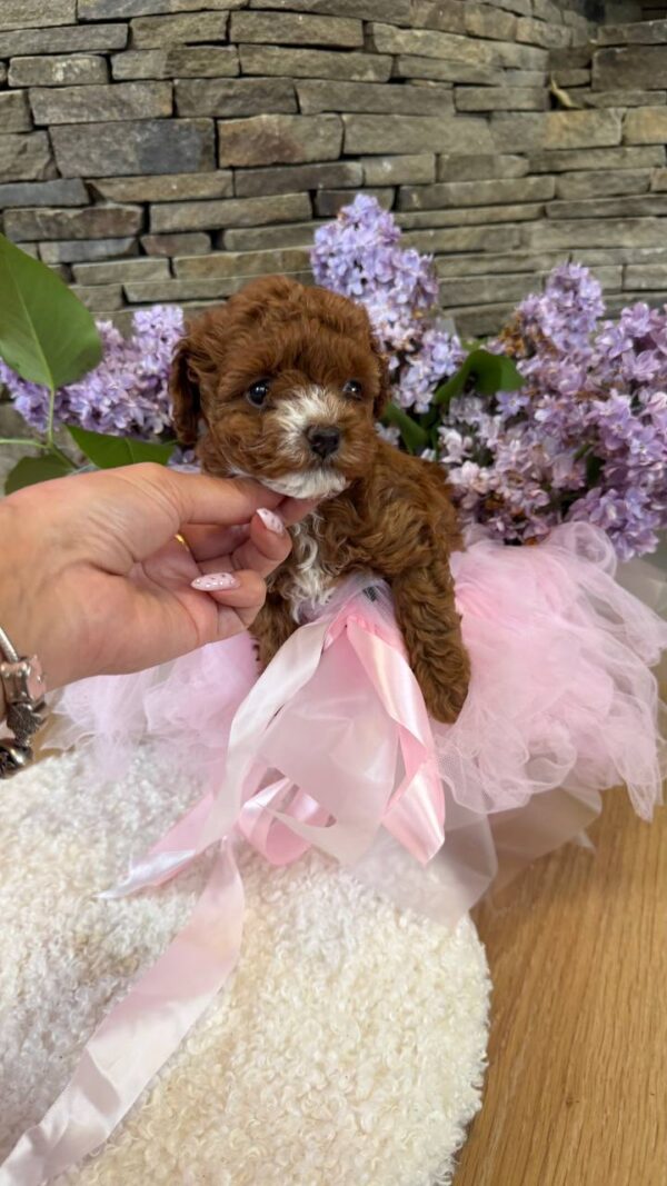Tansy Maltipoo Tansy Maltipoo