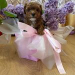 Taro-male-Maltipoo-puppy-for sale-1