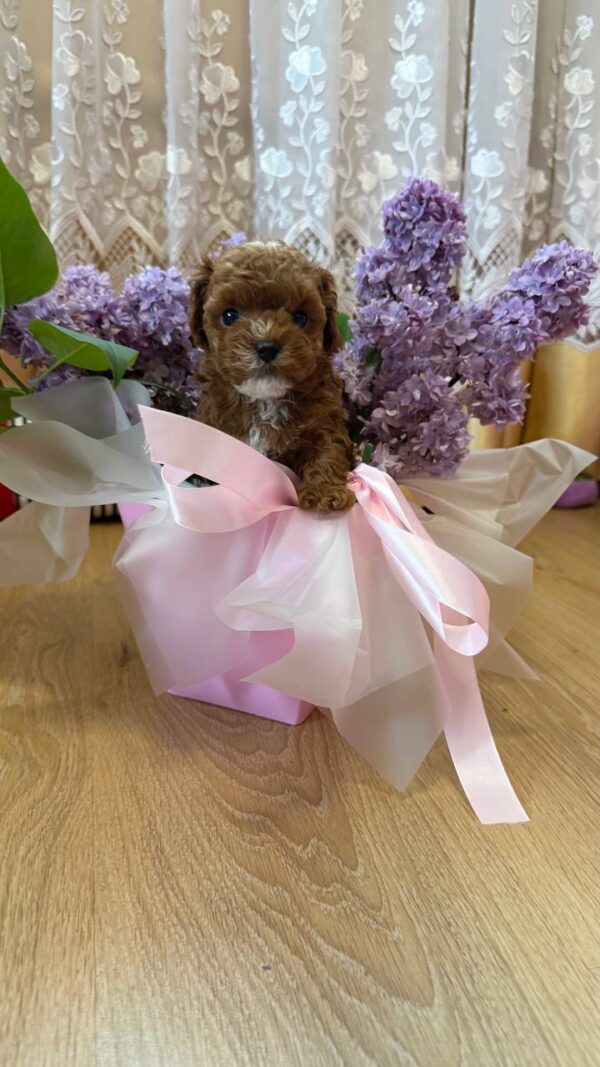 Taro Maltipoo Taro Maltipoo