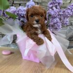 Taro-male-Maltipoo-puppy-for sale-2