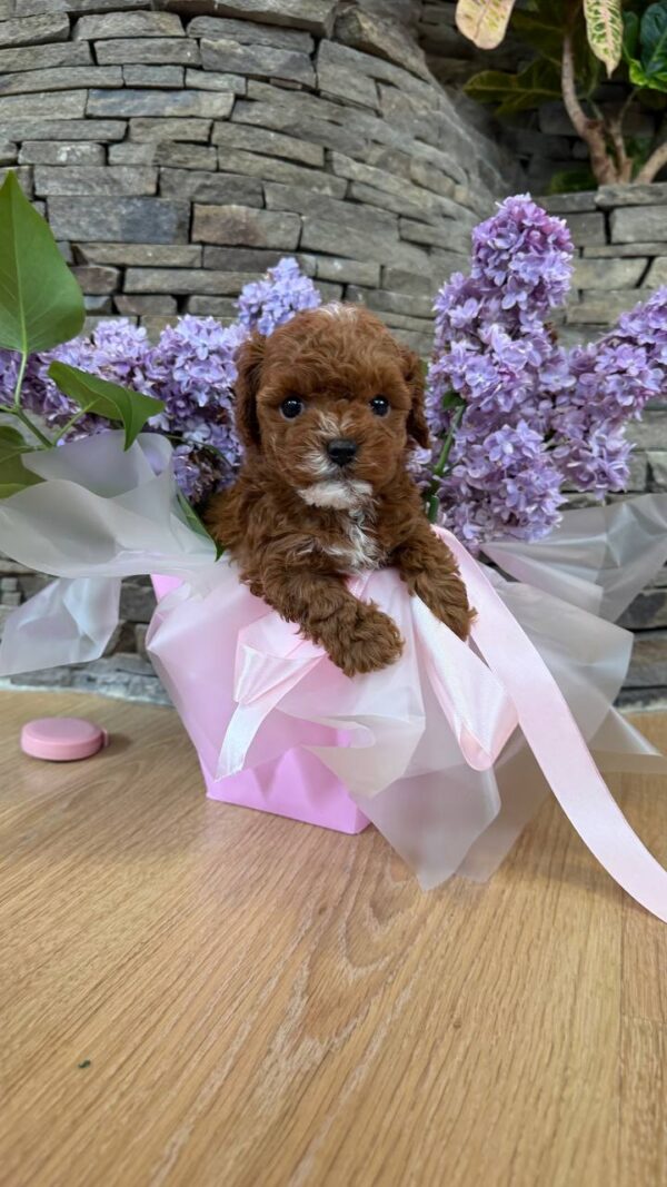Taro Maltipoo Taro Maltipoo