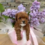 Taro-male-Maltipoo-puppy-for sale-3