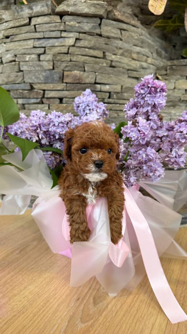 Taro Maltipoo Taro Maltipoo