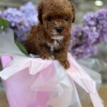 Taro-male-Maltipoo-puppy-for sale-4