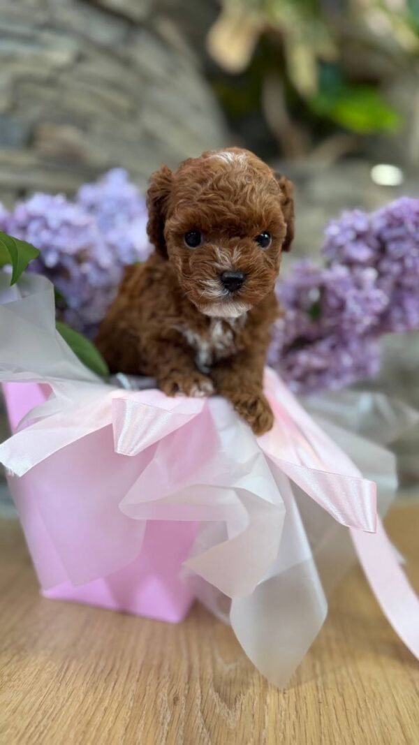 Taro Maltipoo Taro Maltipoo