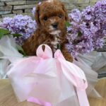 Taro-male-Maltipoo-puppy-for sale-5