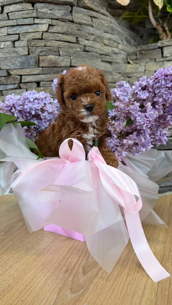 Taro Maltipoo Taro Maltipoo