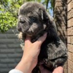 Tatio-male-French-Bulldog-puppy-for-sale-1