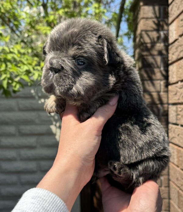 Tatio Fluffy French Bulldog Tatio Fluffy French Bulldog