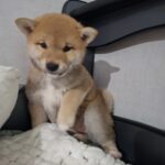 Tavi-female-Shiba-Inu-puppy-for-sale-1 (1)