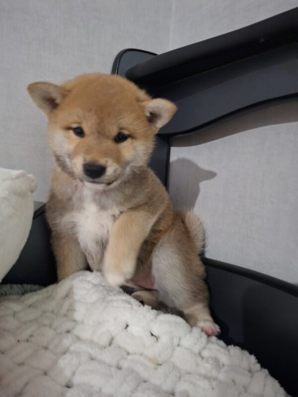 Tavi Shiba Inu Tavi Shiba Inu