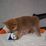 Tavi-female-Shiba-Inu-puppy-for-sale-1 (2)(1)