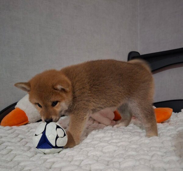 Tavi Shiba Inu Tavi Shiba Inu