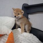 Tavi-female-Shiba-Inu-puppy-for-sale-1 (3)