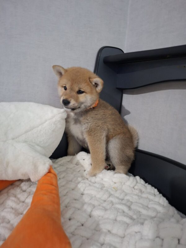 Tavi Shiba Inu Tavi Shiba Inu