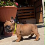 Temi-female-french-bulldog-puppy-for-sale- (1)