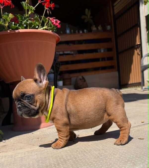 Temi French Bulldog Temi French Bulldog
