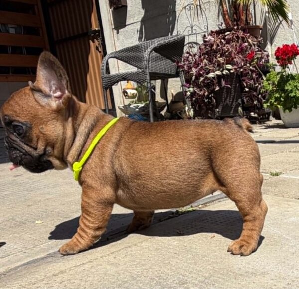 Temi French Bulldog Temi French Bulldog
