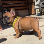 Temi-female-french-bulldog-puppy-for-sale- (3)