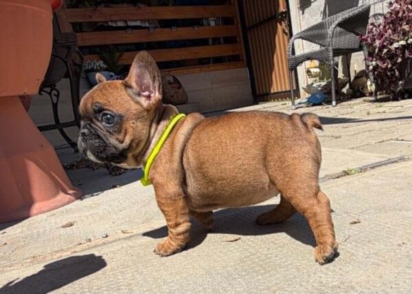 Temi French Bulldog Temi French Bulldog
