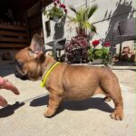 Temi-female-french-bulldog-puppy-for-sale- (4)