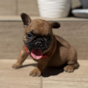 Tessa French Bulldog Tessa French Bulldog