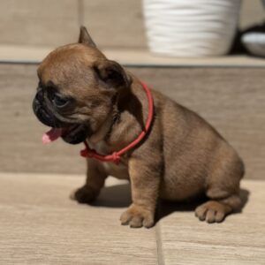 Tessa French Bulldog Tessa French Bulldog