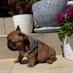 Timo-male-french-bulldog-puppy-for-sale- (1)