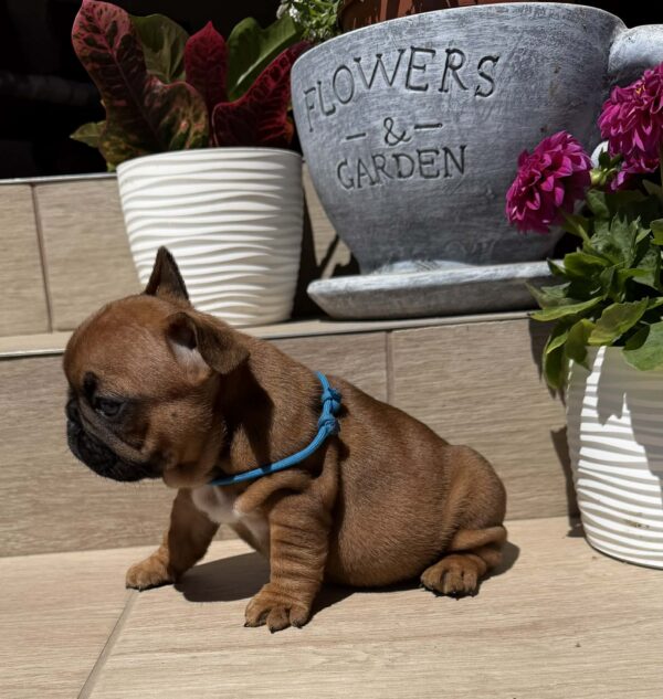 Timo French Bulldog Timo French Bulldog