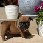 Timo-male-french-bulldog-puppy-for-sale- (2)