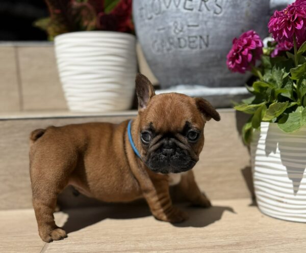 Timo French Bulldog Timo French Bulldog