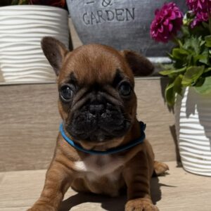 Timo French Bulldog Timo French Bulldog