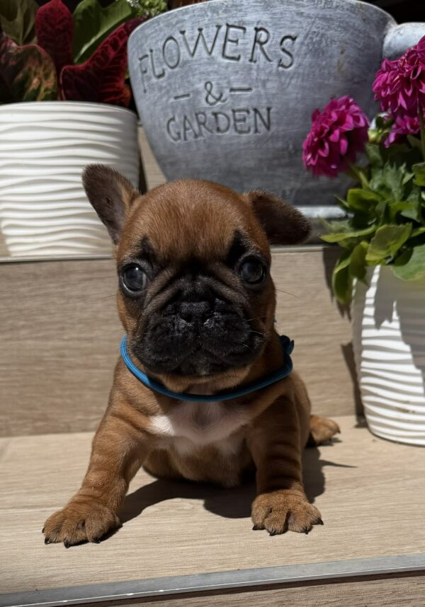 Timo French Bulldog Timo French Bulldog