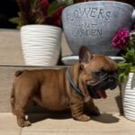 Timo-male-french-bulldog-puppy-for-sale- (4)