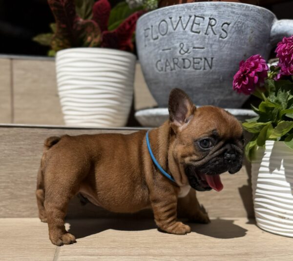 Timo French Bulldog Timo French Bulldog