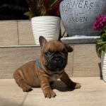 Timo-male-french-bulldog-puppy-for-sale- (5)