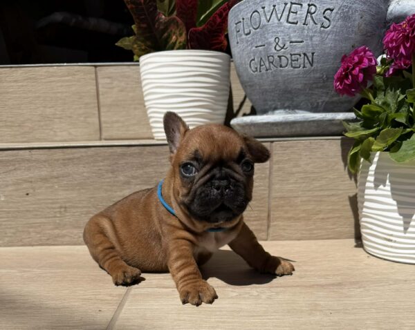 Timo French Bulldog Timo French Bulldog