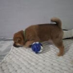Tits-male-Shiba-Inu-puppy-for-sale-1 (1)