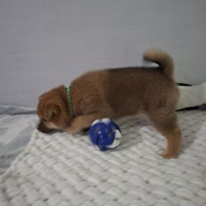 Tits Shiba Inu Tits Shiba Inu