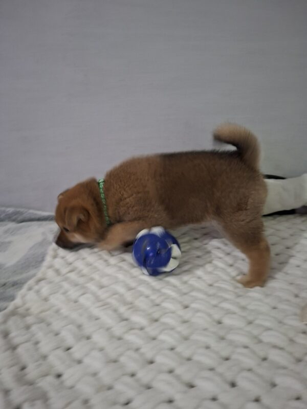 Tits Shiba Inu Tits Shiba Inu