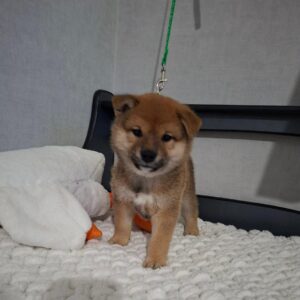 Tits Shiba Inu Tits Shiba Inu