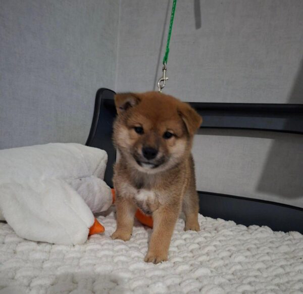 Tits Shiba Inu Tits Shiba Inu