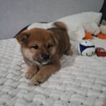 Tits-male-Shiba-Inu-puppy-for-sale-1 (3)